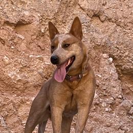Sage - Australian Cattle Dog