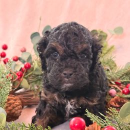 Gander - Brown white and tan male Cockapoo puppy in Saint Louis, Missouri from Jax Doodles