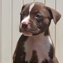Chocolate Female 2 - Chocolate tri-color female American Bully puppy in Lexington, Kentucky from Deuce's Den