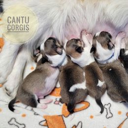 "Della x Dutton's June 2023 Litter " American Corgi, Cardigan Welsh Corgi, and Pembroke Welsh Corgi Puppies from Cantu Corgis