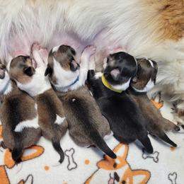 "Della x Dutton's June 2023 Litter " American Corgi, Cardigan Welsh Corgi, and Pembroke Welsh Corgi Puppies from Cantu Corgis