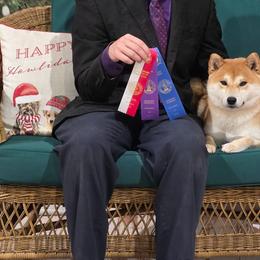 Haylie - Shiba Inu