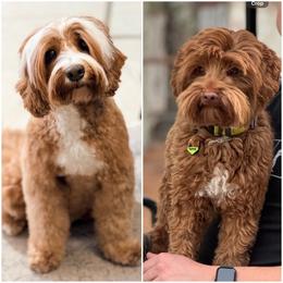 Australian Labradoodle puppies from Miami Australian Labradoodles