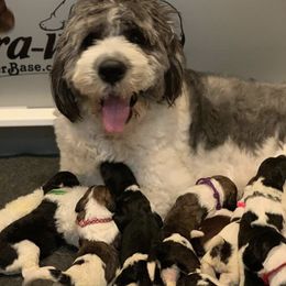 Saint Berdoodles and Saint Bernards from SeasideSaints