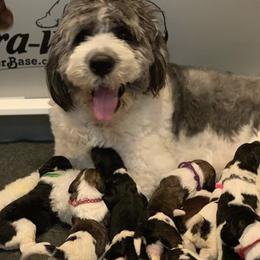 Saint Berdoodles and Saint Bernards from SeasideSaints
