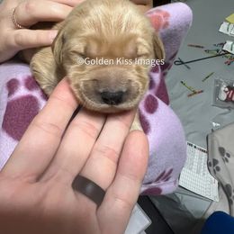 Golden Retriever Puppies from Golden Kiss Retrievers
