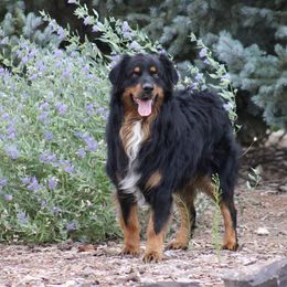 BOLT - Black tri-color male Australian Shepherd puppy in Circleville, Utah from Canyon Creek Aussies