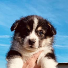 Pembroke Welsh Corgi Puppies from Boehm’s Pembroke corgis