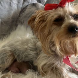 Yorkshire Terriers from Loving Poodles HD