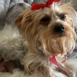 Yorkshire Terriers from Loving Poodles HD