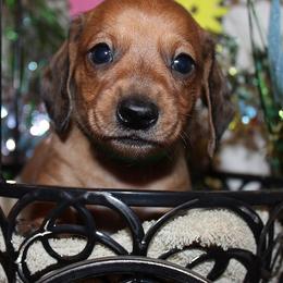 Boy 2 - Red male Dachshund puppy in Craig, Colorado from Rocky Mountain Shih Tzus and Dry Creek Miniature Dachshunds