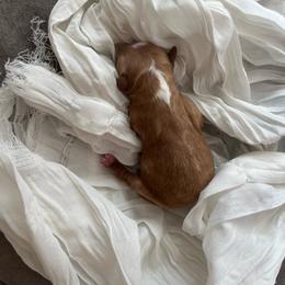 Pecan - Apricot female Cavapoo puppy in Bloomfield, New York from Campbell Cavapoos