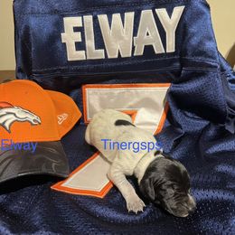 Elway - Black roan male German Shorthaired Pointer puppy in Jackson, Georgia from Tiner GSP’s LLC