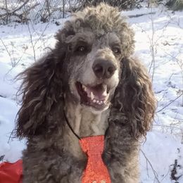 Poodles from Winter Wonderland Kennels
