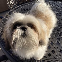 Shih Tzu All Grown Up from Snowhisper Shih Tzu