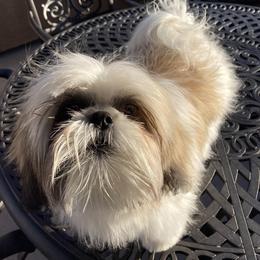 Shih Tzu All Grown Up from Snowhisper Shih Tzu