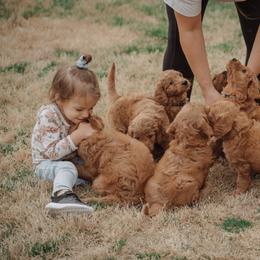 Goldendoodle Puppies from Abner Creek Doodles