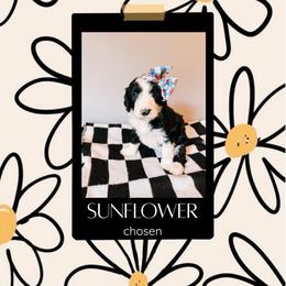 Sunflower Yellow Collar - Black and white female Sheepadoodle puppy in Republic, Missouri from DOOD & Co