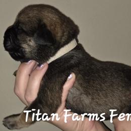 Girl 1 - female Cane Corso puppy in Yale, Michigan from Titan Farms