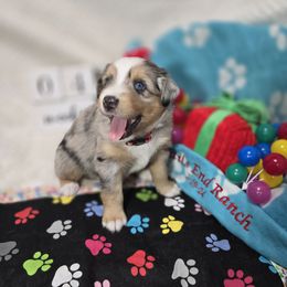Ellie - Blue merle Miniature Australian Shepherd puppy in Middleburg, Florida from Tails End Ranch