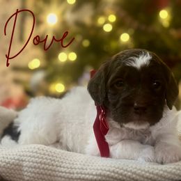 Dove - Parti female Assorted Doodle Crosses puppy in West Monroe, Louisiana from Southern Haven Doodles