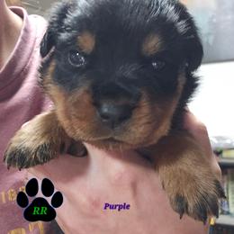 Purple - Black and mahogany female Rottweiler puppy in Tangent, Oregon from Raya's Royals