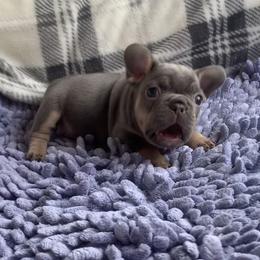 Peach - Tricolors female French Bulldog puppy in South Gate, California from Creations Bulldogs