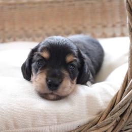 Blue collar - Black and cream male Dachshund puppy in Mc Donough, Georgia from Hot Diggity Doxies