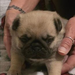 Vixen-Pink Collar - Fawn female Pug puppy in New Braunfels, Texas from Kex Pug Haus