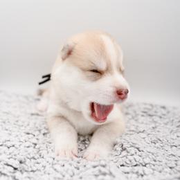 Brynner - Red and white male Siberian Husky puppy in Meadow Vista, California from Thistle Hill Siberians