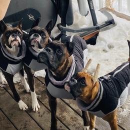 Boxer Puppies from KP Boxers