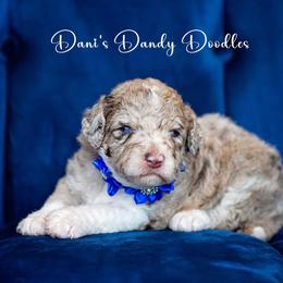 Aussiedoodle Puppies from Dani's Dandy Doodles