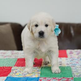 Girl 5 - female Golden Retriever puppy in Bedford, Indiana from Indiana Goldens