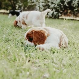 Cavalier King Charles Spaniel Puppies from Cavalier & Co.