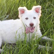 Gala - Yellow Mudi puppy in Valley Mills, Texas from Graves Farm Mudi