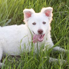 Gala - Yellow Mudi puppy in Valley Mills, Texas from Graves Farm Mudi
