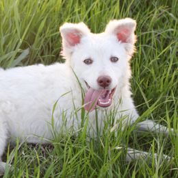 Gala - Yellow Mudi puppy in Valley Mills, Texas from Graves Farm Mudi