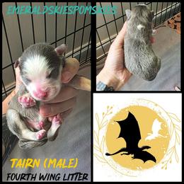 Tairn - Silver and white male Pomsky puppy in Sumter, South Carolina from Emerald Skies Pomskies