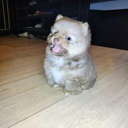 Thor - Chocolate sable male Pomeranian puppy in Albany, New York from K&A Little Wonder's