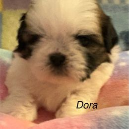 Girl 4 Dora - Gold and white female Shih Tzu puppy in Madras, Oregon from Maridee’s ShihTzu