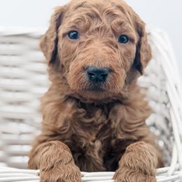 Chowder - Red  male Goldendoodle puppy in Mecklenburg County, North Carolina from Rustic Road Doodles