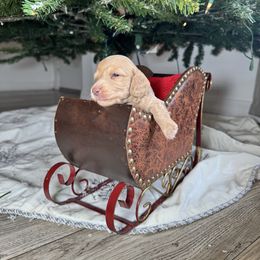 Cinnamon - Cream male Dachshund puppy in Kissimmee, Florida from Mini Doxie Cuties