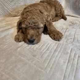 Poodle Puppies from Sydney Ramsdell