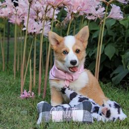American Corgis, Goldendoodles, and Pembroke Welsh Corgis from Congrove Corgis and Doodles