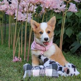 American Corgis, Goldendoodles, and Pembroke Welsh Corgis from Congrove Corgis and Doodles