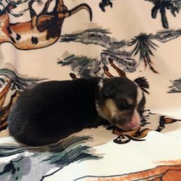 Snoopy - Black and tan male Pembroke Welsh Corgi puppy in Hillsville, Virginia from Bonderosa Kennels