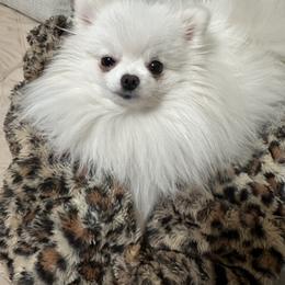 Promise - Pomeranian