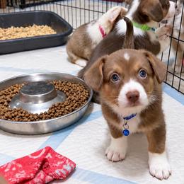 Captain - Liver and white male Cardigan Welsh Corgi puppy in Denham Springs, Louisiana from Haggard Family Corgis