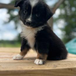 Tracker - Black tri male Miniature Australian Shepherd puppy in Doddridge, Arkansas from Huddleston Farm