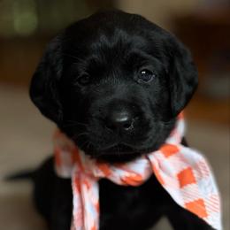 River - Black female Labrador Retriever puppy in Taylors, South Carolina from Spring Water Labs of the Carolinas